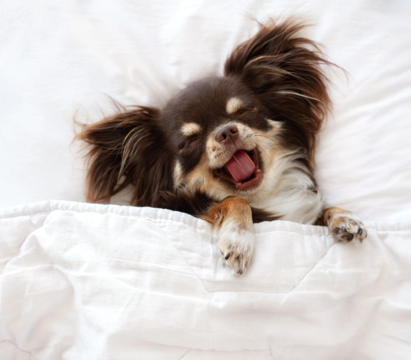 Beat Summer Weather Pet Odor Blues