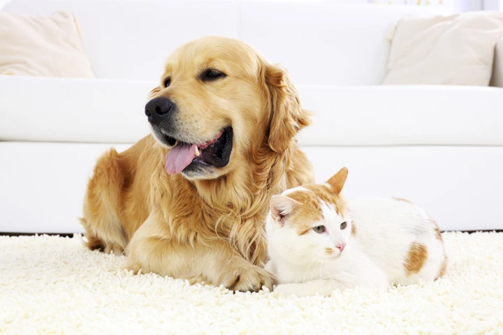 Cat and dog relaxing together inside a clean, pet-friendly home